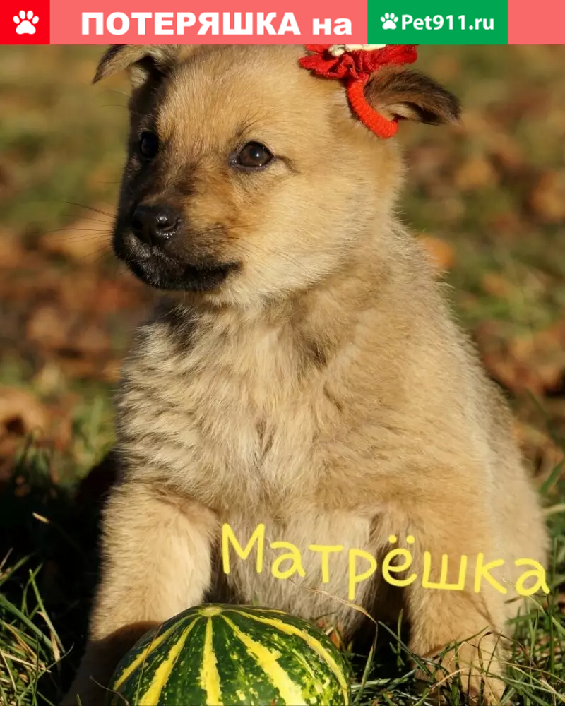 Пропала щенок Матрешка возле кафе в Брянске | Pet911.ru