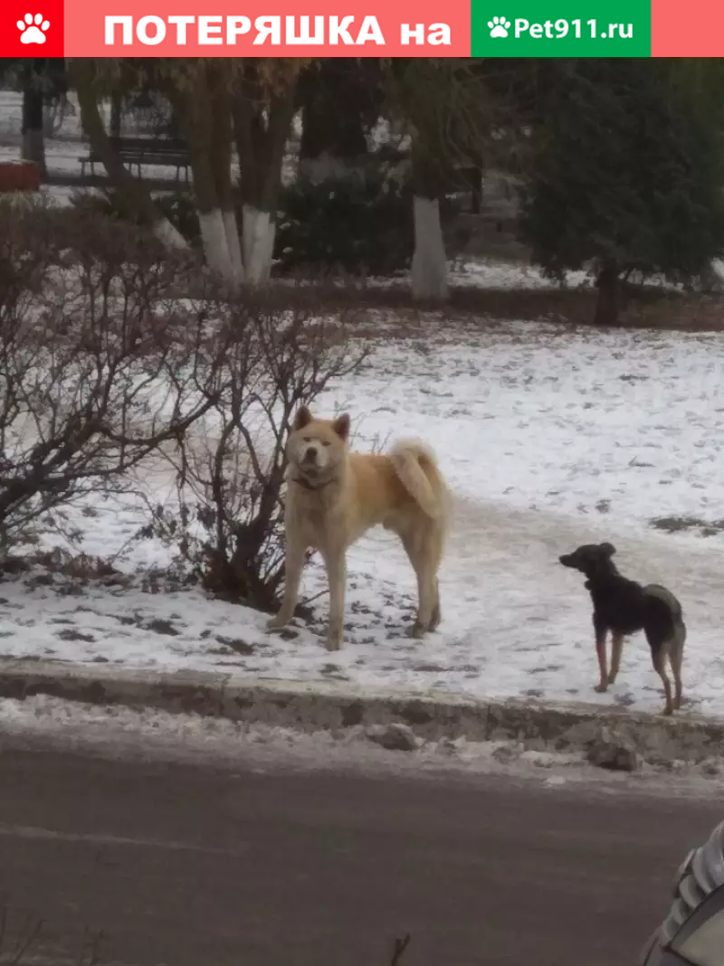 Найдена собака породы Акита на Советском рынке в Брянске | Pet911.ru