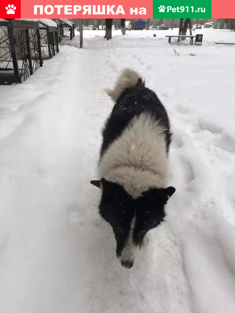 Найдена черно-белая собака возле горсовета | Pet911.ru