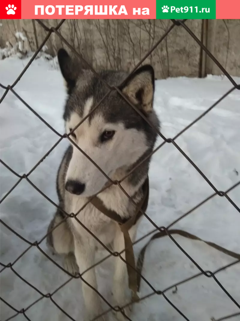 Найдена собака в Набережных Челнах | Pet911.ru