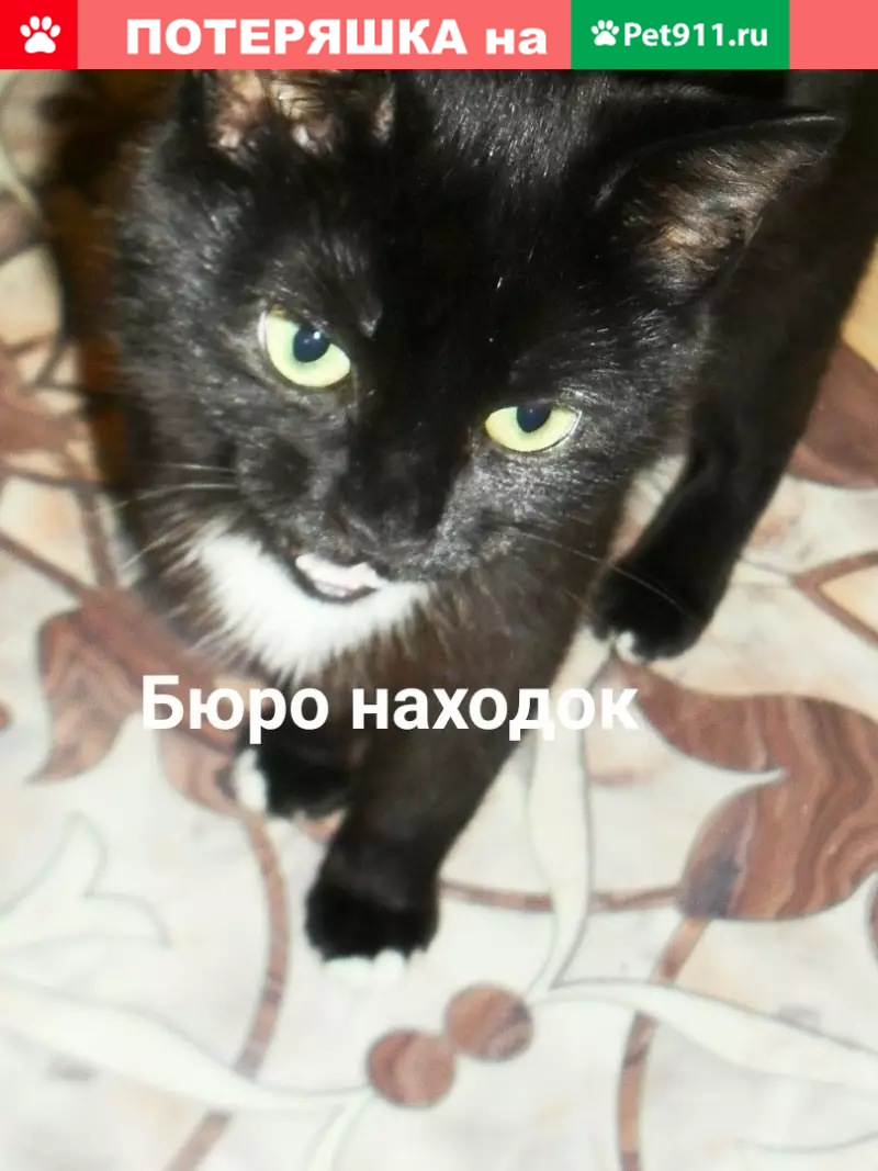 Пропал котенок Кузя, дом 343, Архангельск | Pet911.ru