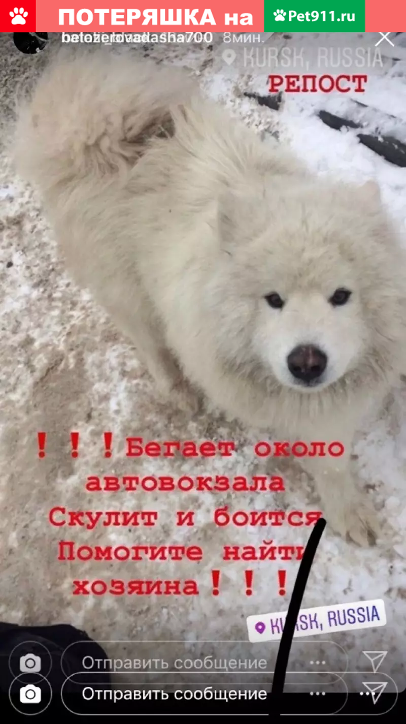 Найден потерянный самоед в Курске, звоните! | Pet911.ru