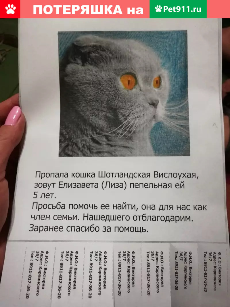 Пропала кошка в Калининском районе СПб | Pet911.ru