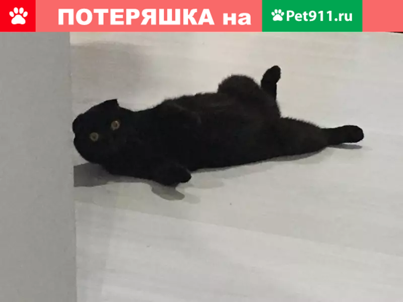 Кошки набережные челны