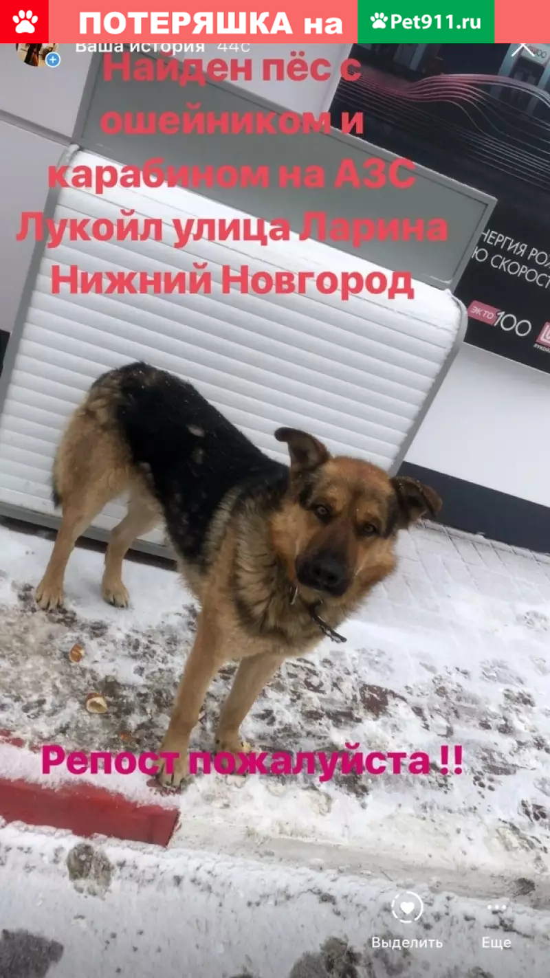 Найден пёс на АЗС Лукойл, ул. Ларина | Pet911.ru