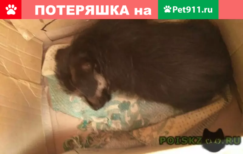 Пропала собака Бела в Гомеле, Беларусь - photo