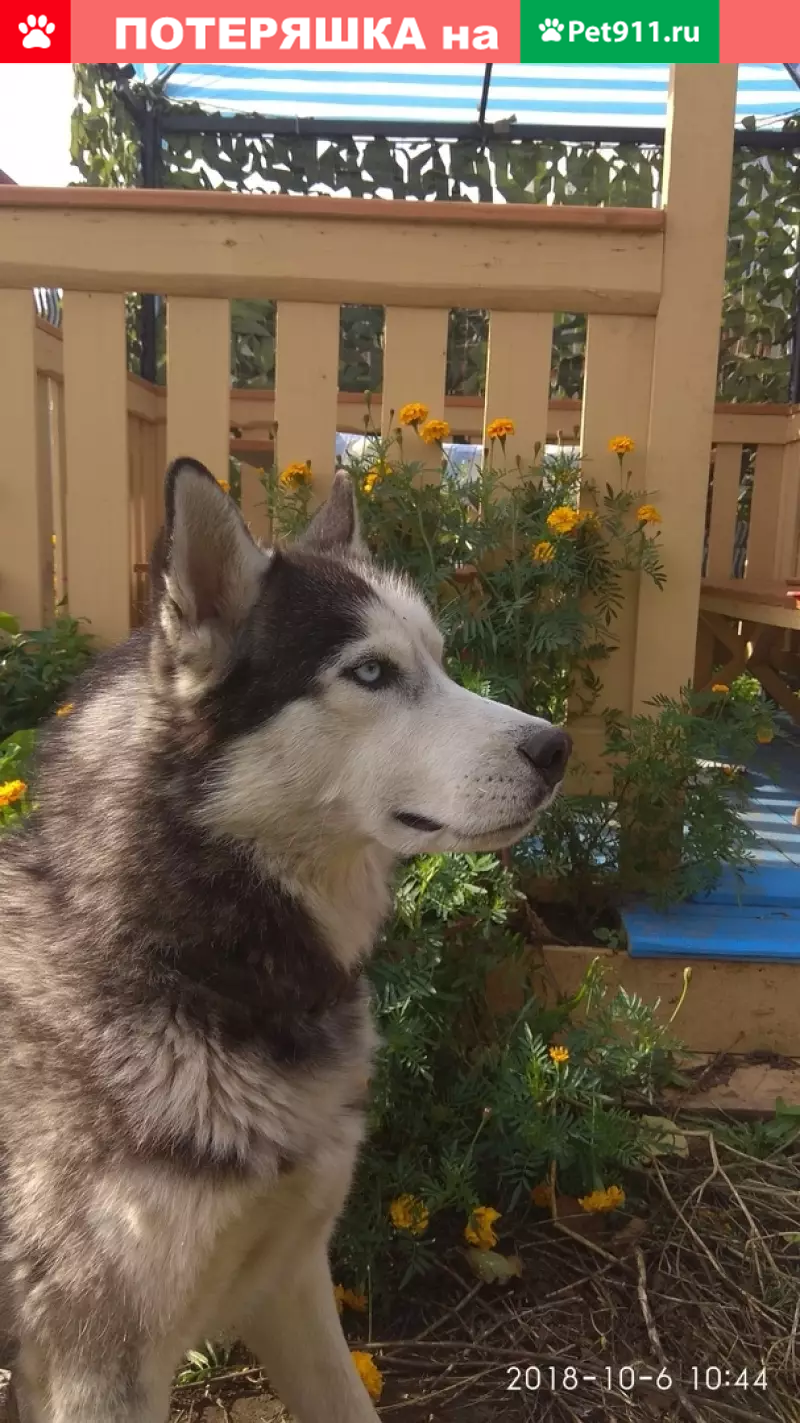 Пропала Хаски в пос. Рыбацкий, Ульяновск. | Pet911.ru