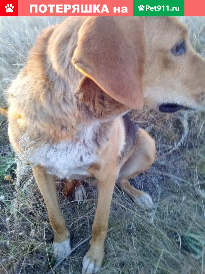 Пропала охотничья собака в Бутурлиновке. | Pet911.ru