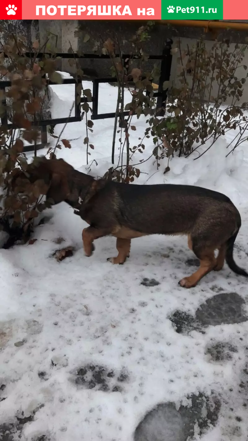 Найдена собака на Войкова 10.12.18 | Pet911.ru