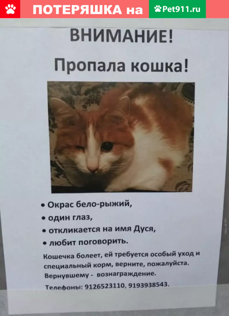 Пропала кошка с одним глазом на ул. Гурзуфская (Екатеринбург) | Pet911.ru