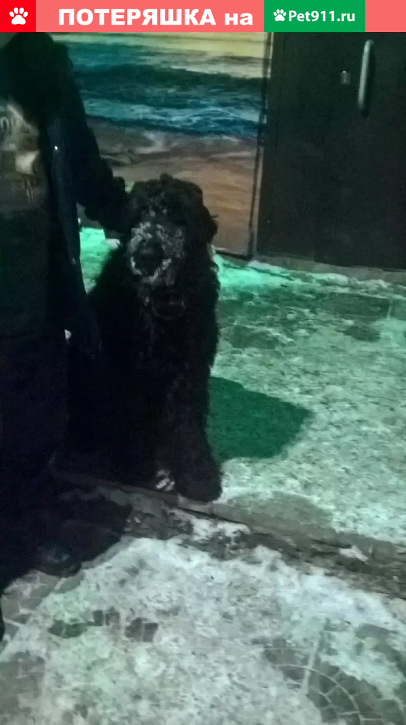 Найдена собака на Устинова, ищем хозяев - photo