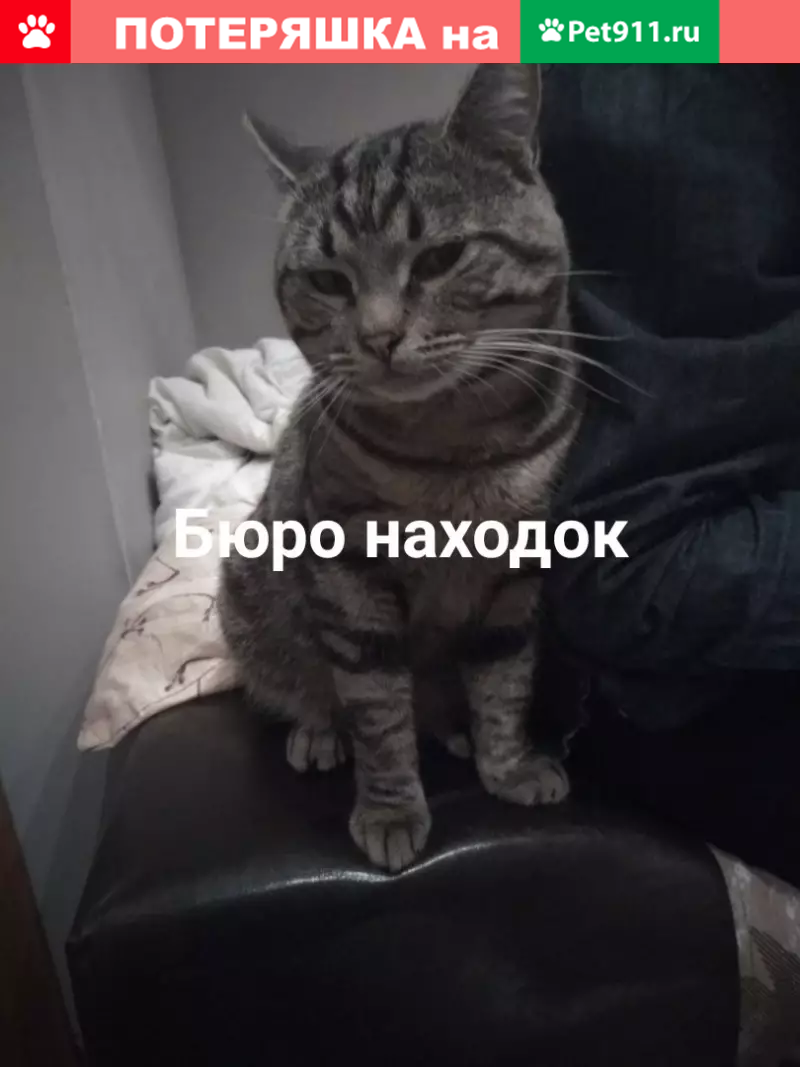 Найден кот в районе Титан Арены в Архангельске. | Pet911.ru