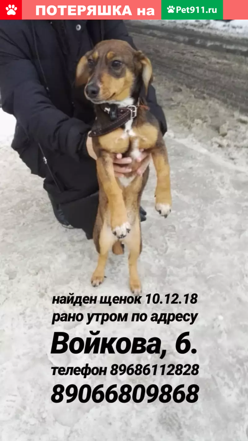 Найдена собака в Воронеже, ищем хозяев | Pet911.ru