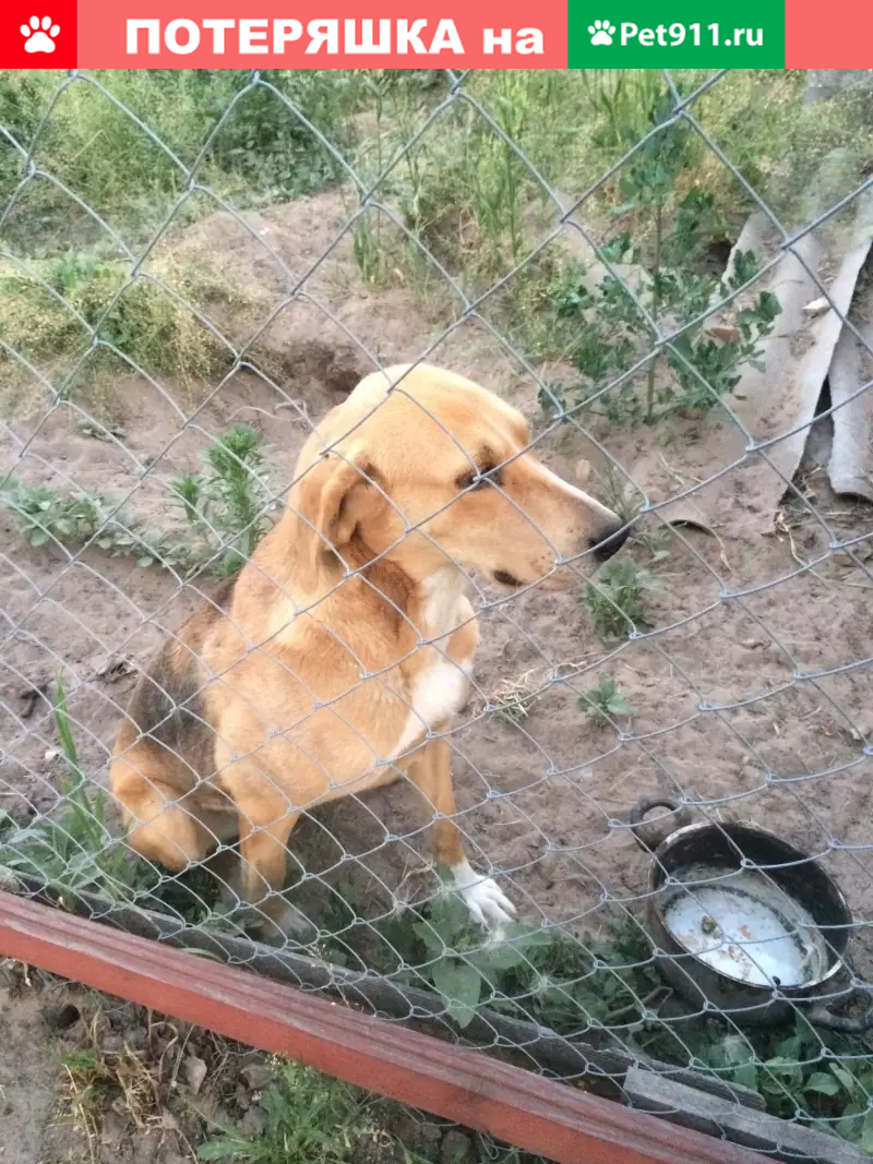 Пропала охотничья собака в Федотьево, Рязанская обл. | Pet911.ru