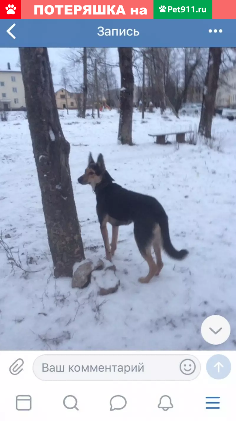 Пропала овчарка в д. Колбеки, возможно направляется в д. Мозолево - photo