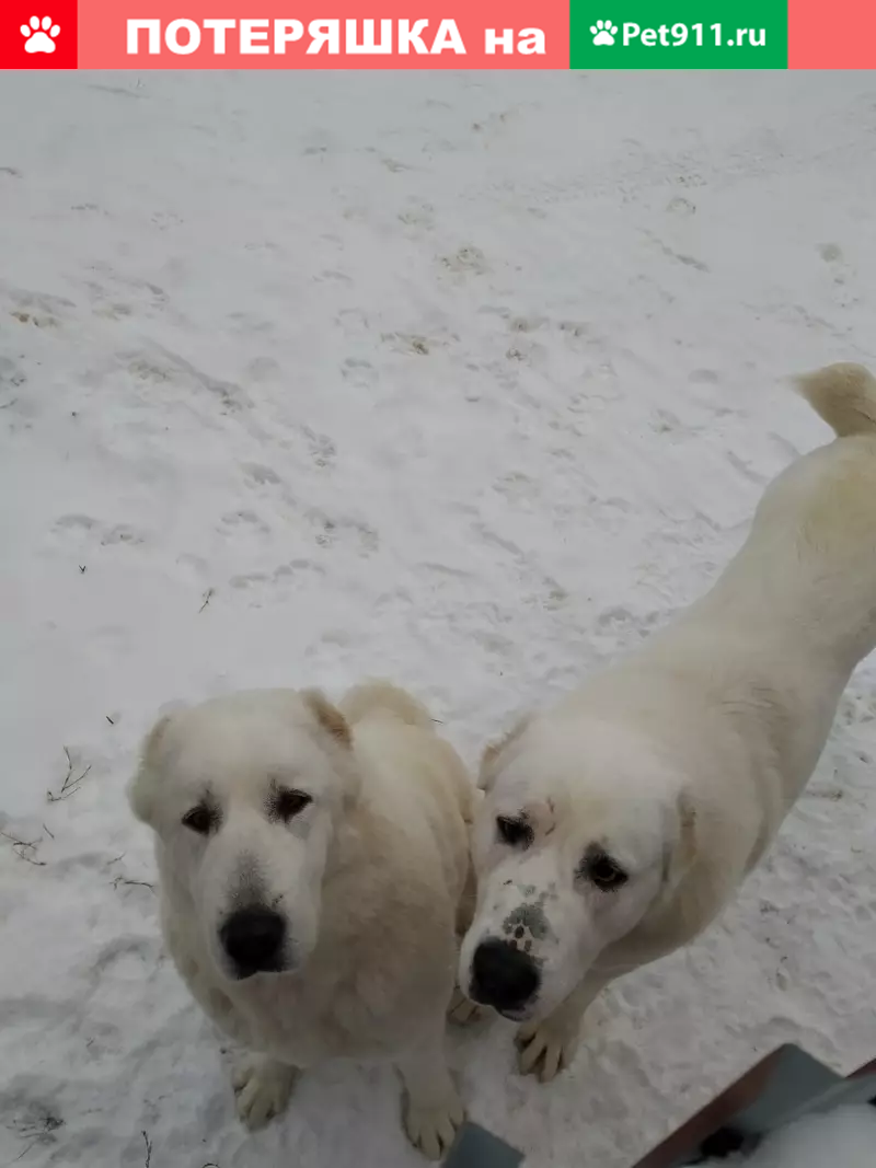 Найдены собаки в Нижнем Новгороде | Pet911.ru