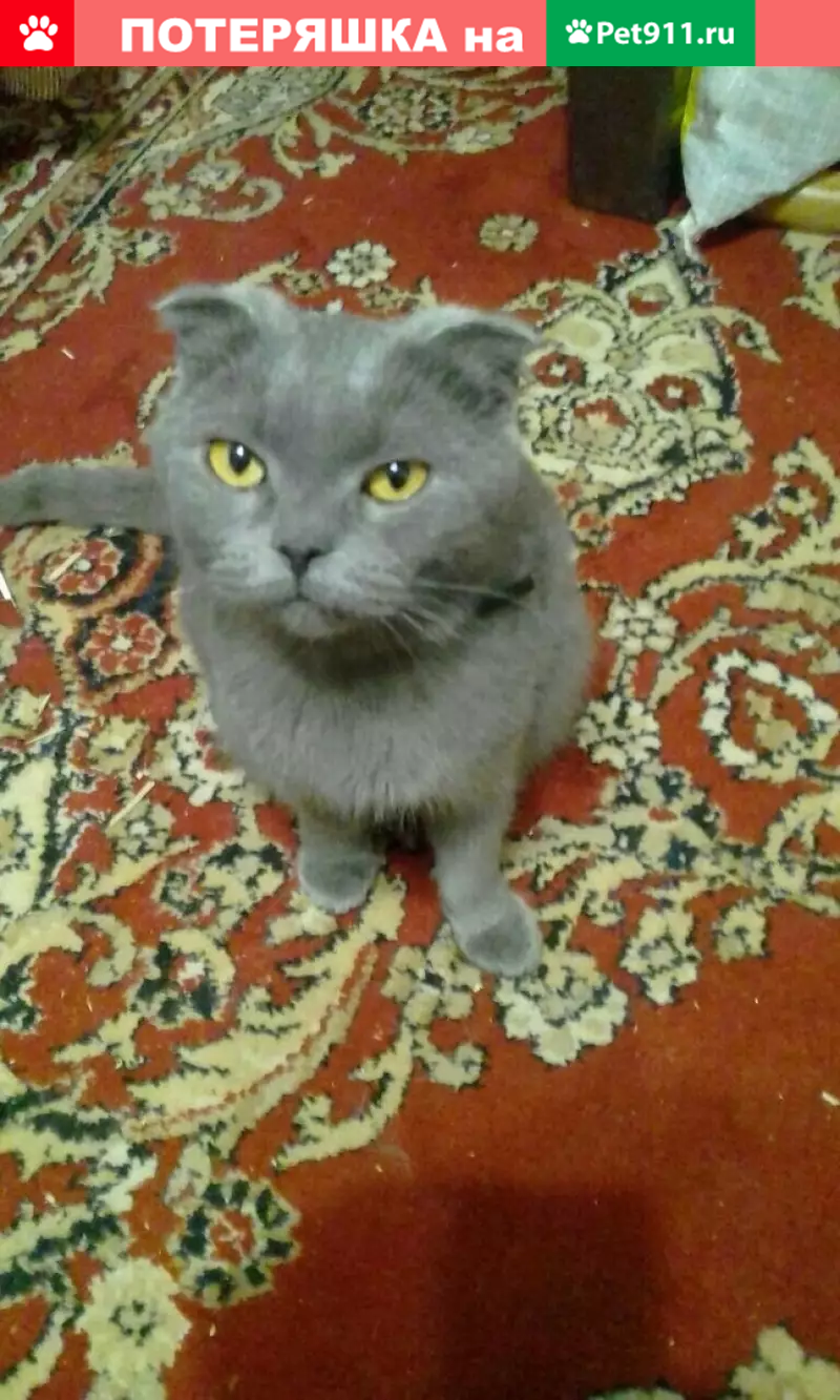 Найдена кошка на улицах Пушкина и Горького в Советском районе - photo