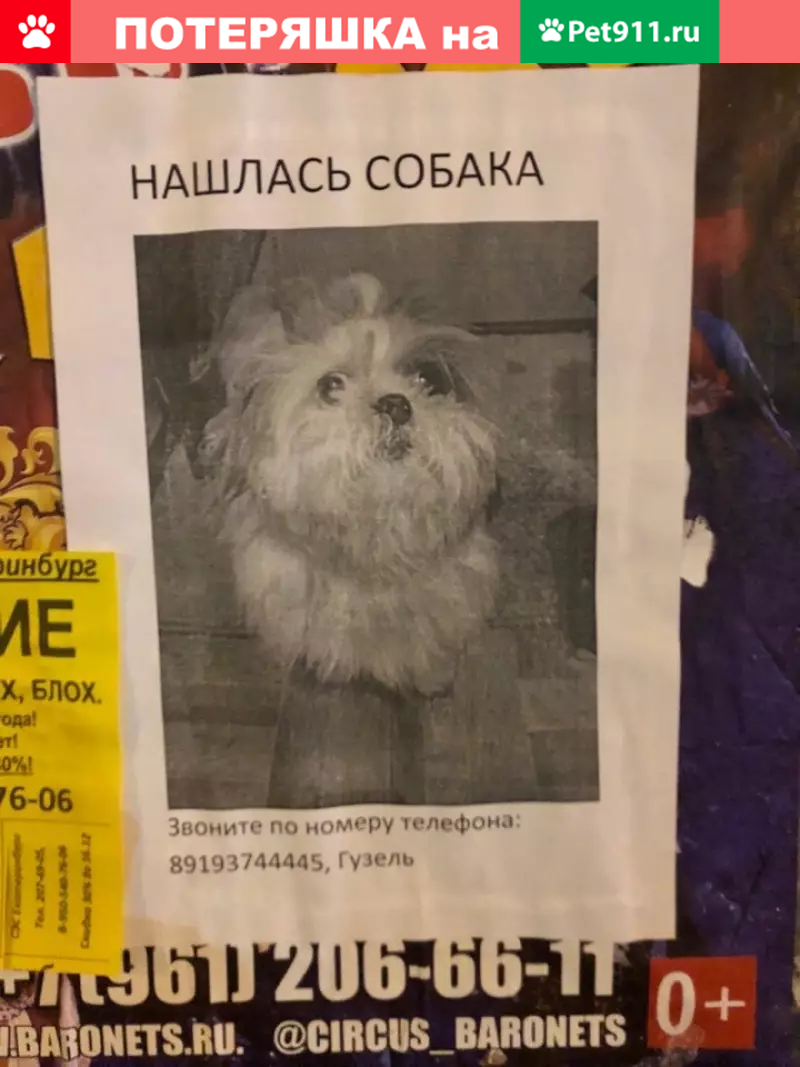 Найдена собака на Кишиневской (Старая Сортировка) | Pet911.ru