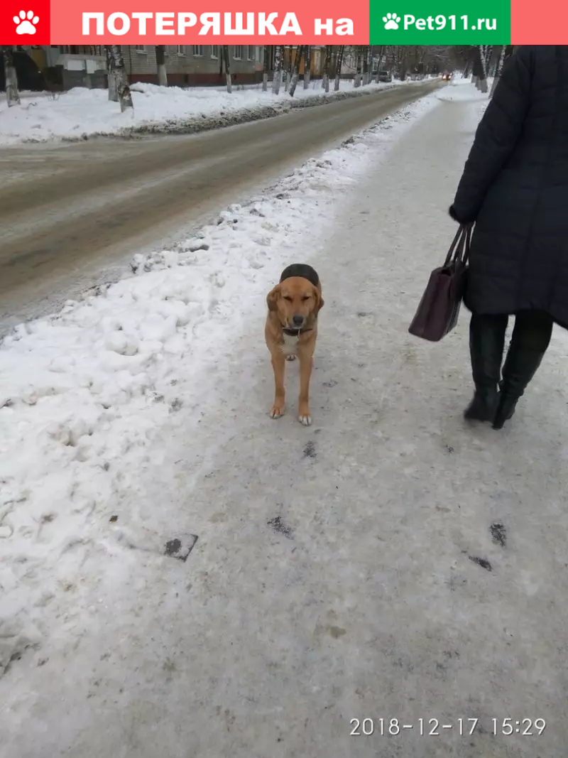 Найдена потеряшка с ошейником в Фокинском р-не | Pet911.ru