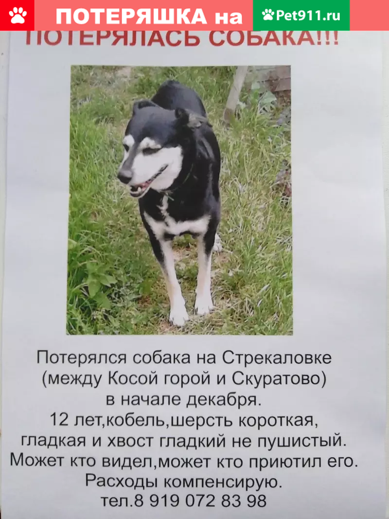 Пропала собака Бобик в пос. Косая Гора, Тула | Pet911.ru