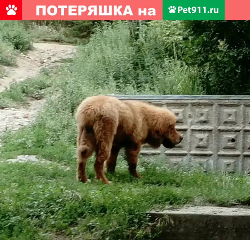 Пропала тибетская собака в Саратове, Волжский район | Pet911.ru