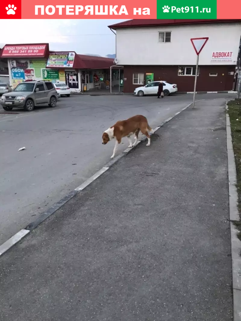 Потерян алабай возле западного рынка, Новороссийск | Pet911.ru