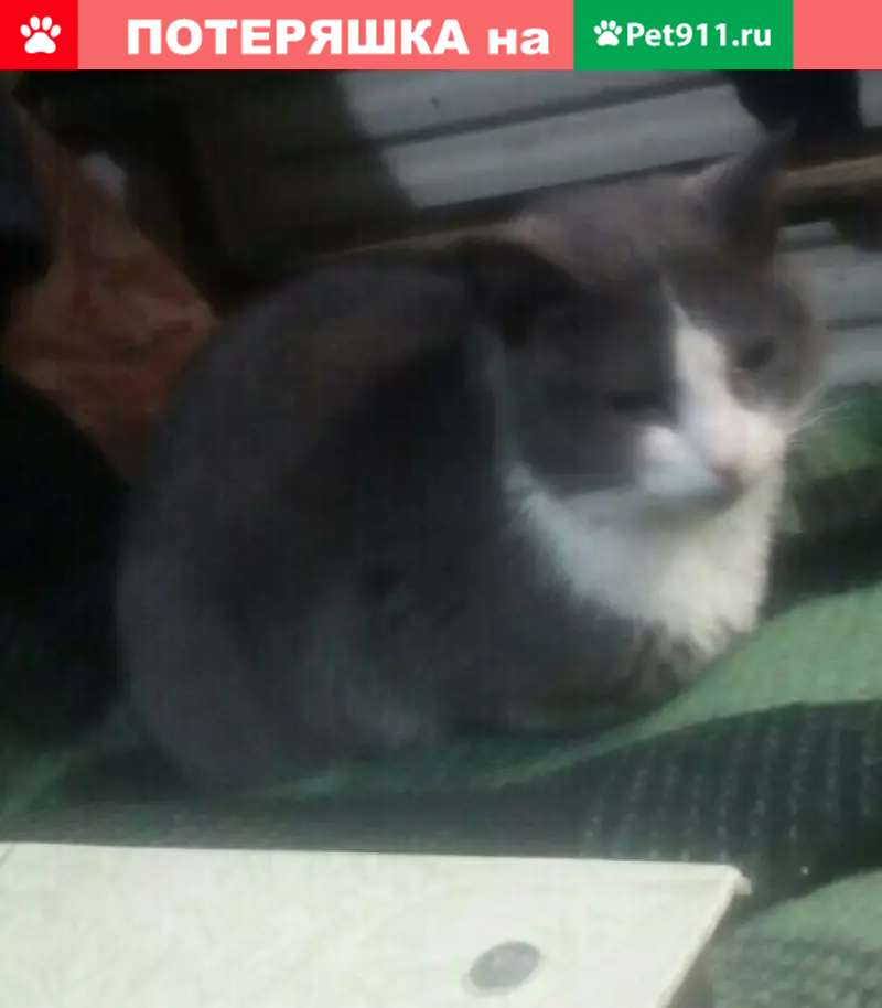 Найдена ручная молодая кошка на ул. Пироговской - photo