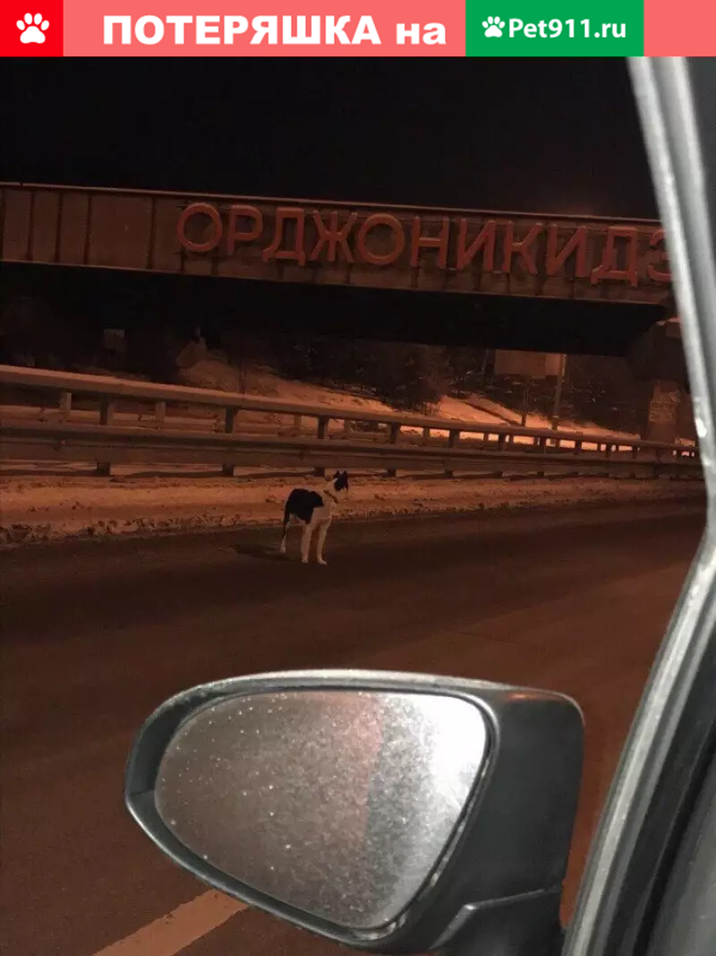 Пропала собака Бим, ул. Автомагистральная, Екатеринбург | Pet911.ru