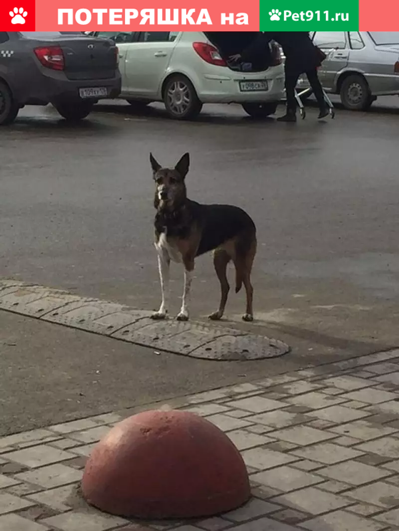 Потерянная собака возле Магнита в Ставрополе | Pet911.ru