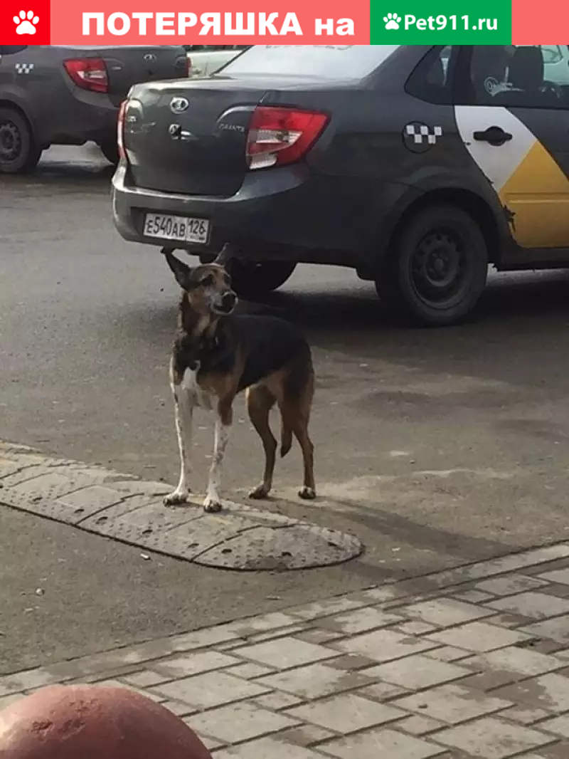 Потерянная собака возле Магнита в Ставрополе | Pet911.ru