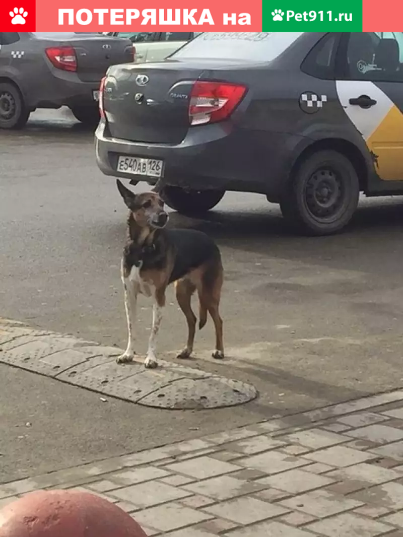 Потерянная собака возле Магнита в Ставрополе | Pet911.ru