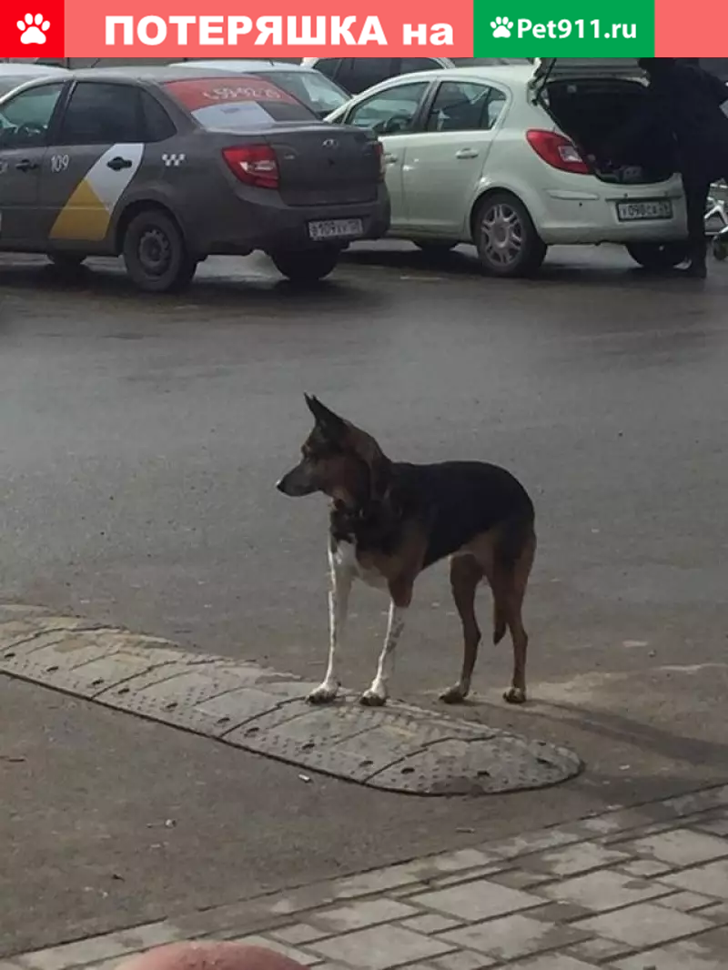 Потерянная собака возле Магнита в Ставрополе | Pet911.ru