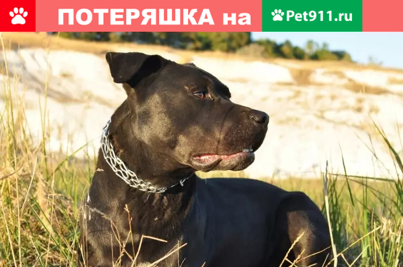 Пропал пёс Гарри в Русской Халани! - photo