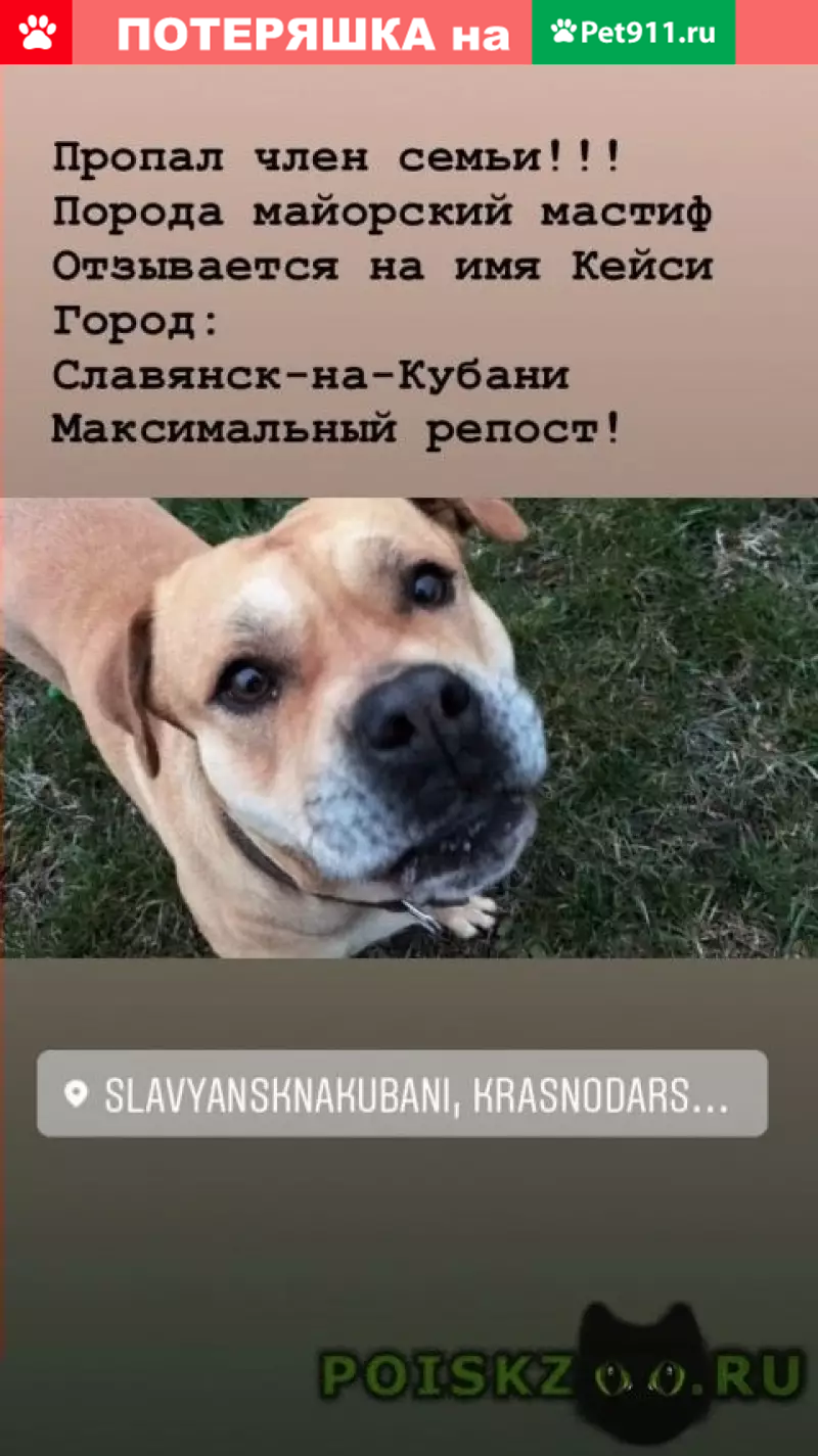 Пропала собака в Славянске-на-Кубани | Pet911.ru