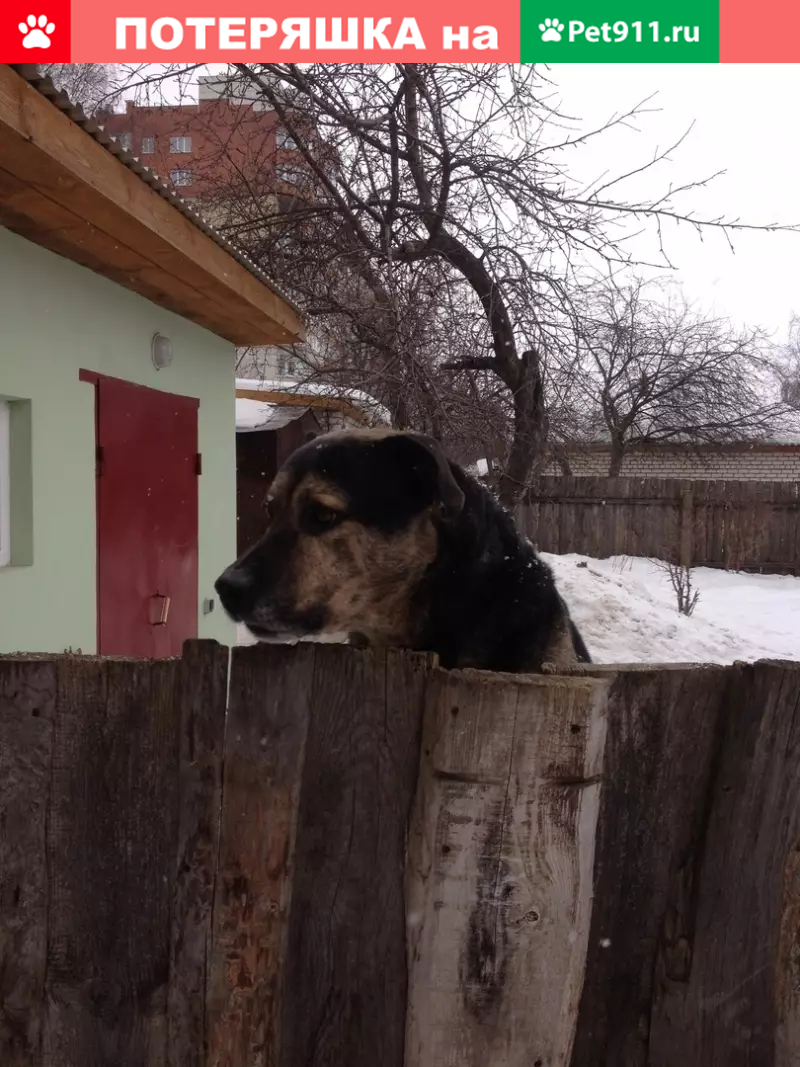 Пропала собака на ул. Крупской, Рязань: черный ратвеллер, крупный. |  Pet911.ru