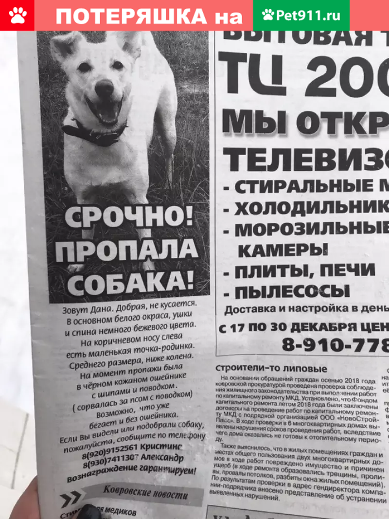 Пропала собака Дана в Коврове! | Pet911.ru