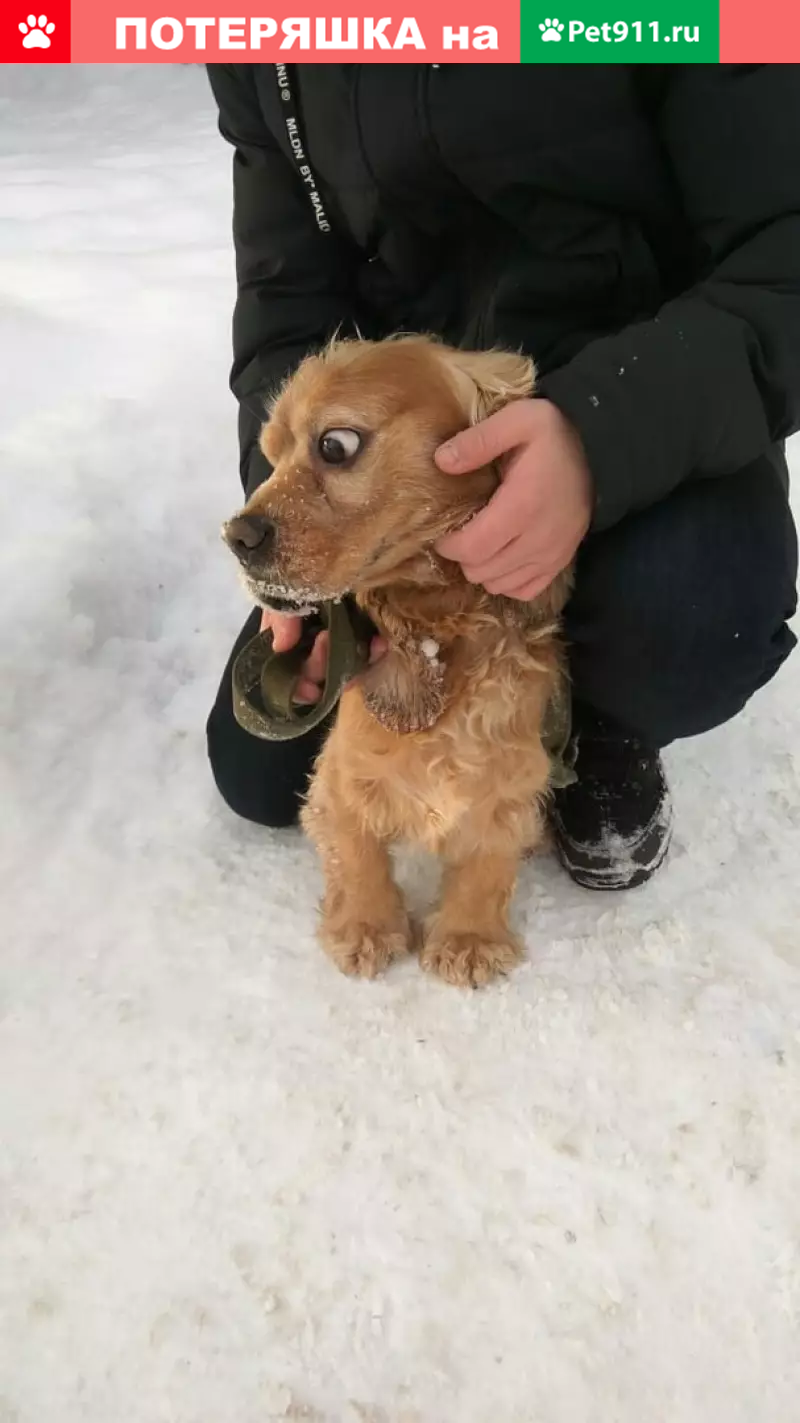 Найден кокер-спаниель на ул. Энергетиков (Шатура) | Pet911.ru