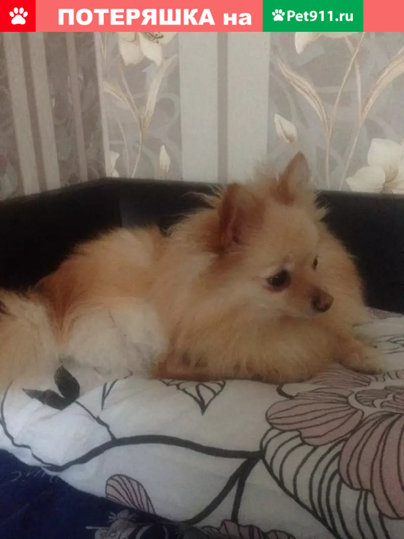 Пропала собака Клепа на Солдатской 12 в Москве - photo