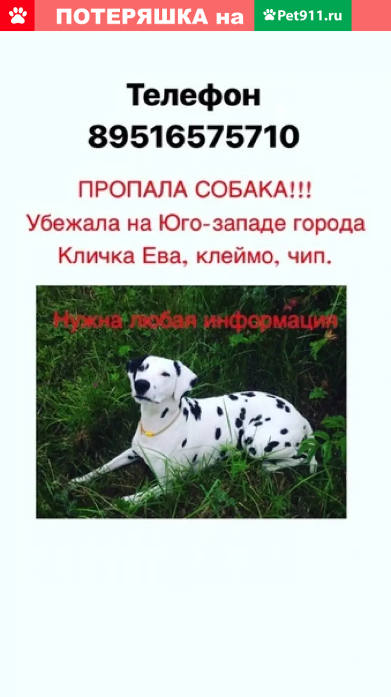 Пропала собака Ева на ул. Пограничника Гарькавого, СПб | Pet911.ru