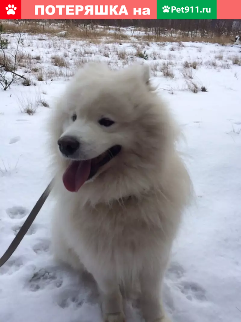 Пропала самоедская лайка в Ижевском, Волочаевском, Взморье, Калининград. |  Pet911.ru