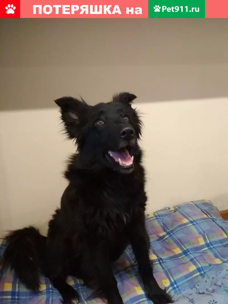 Найдена собака в пос. Дубровский, ищем хозяев! - photo