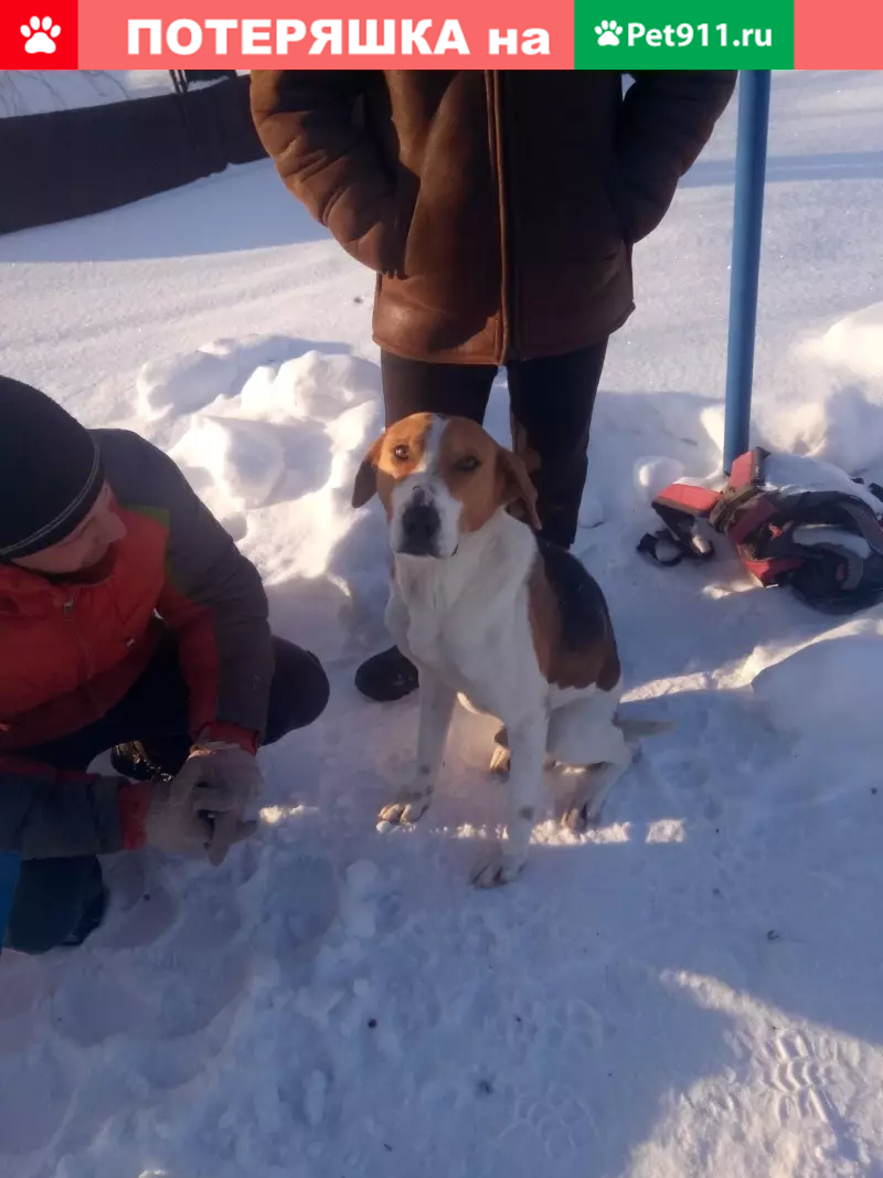 Найдена Русская Пегая Гончая в с. Пены, Курской обл. | Pet911.ru