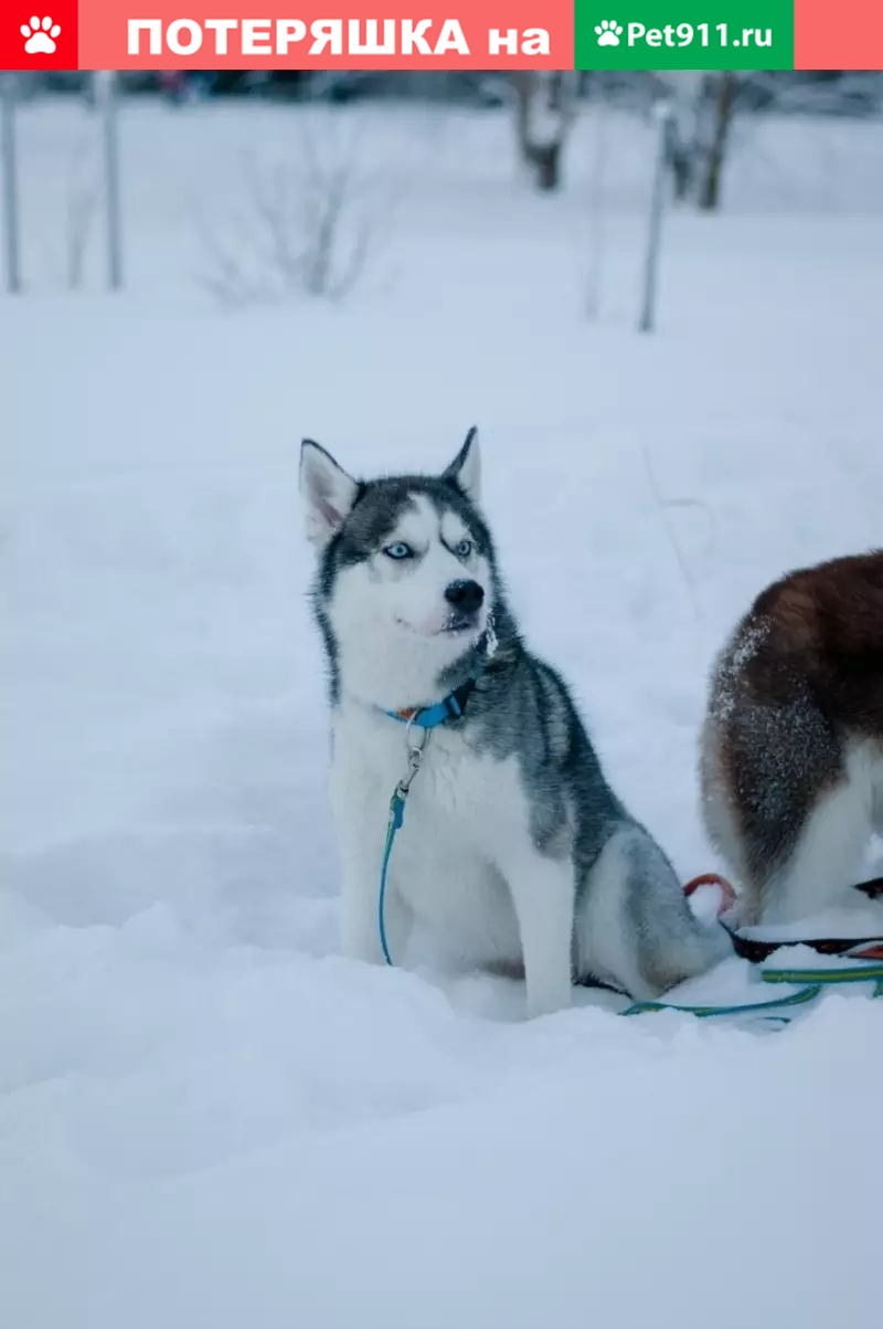 Пропала собака, нужна помощь! Университетская 31, Сургут | Pet911.ru