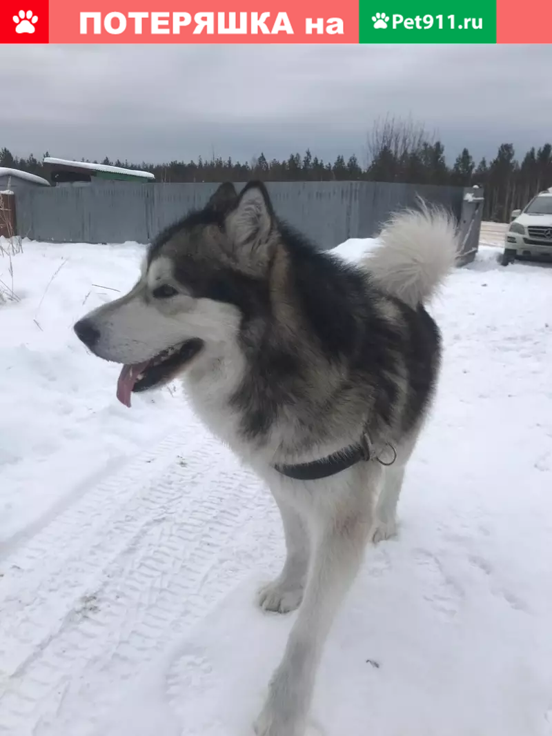 Найдена собака в дачном пос. Верхотурка. Тел. внутри. | Pet911.ru