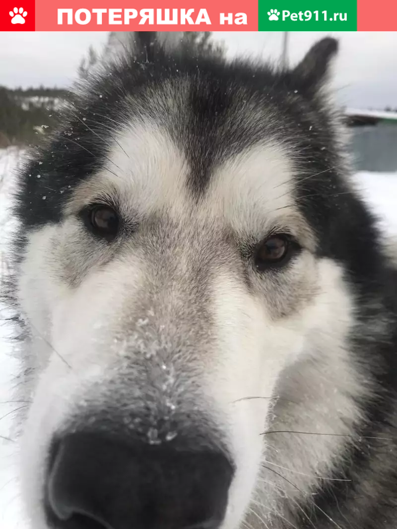 Найдена собака в дачном пос. Верхотурка. Тел. внутри. | Pet911.ru