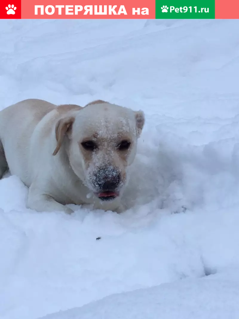 Найден лабрадор на ул. Виноградова, Брянск | Pet911.ru