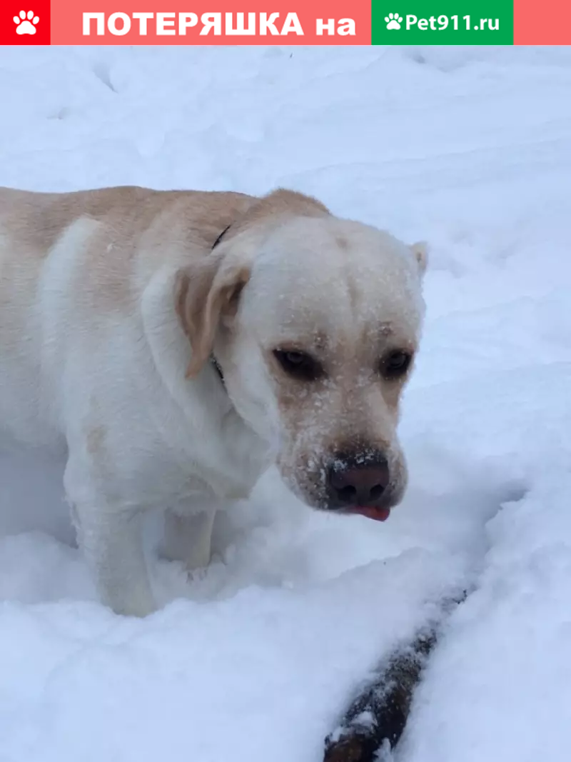 Найден лабрадор на ул. Виноградова, Брянск | Pet911.ru