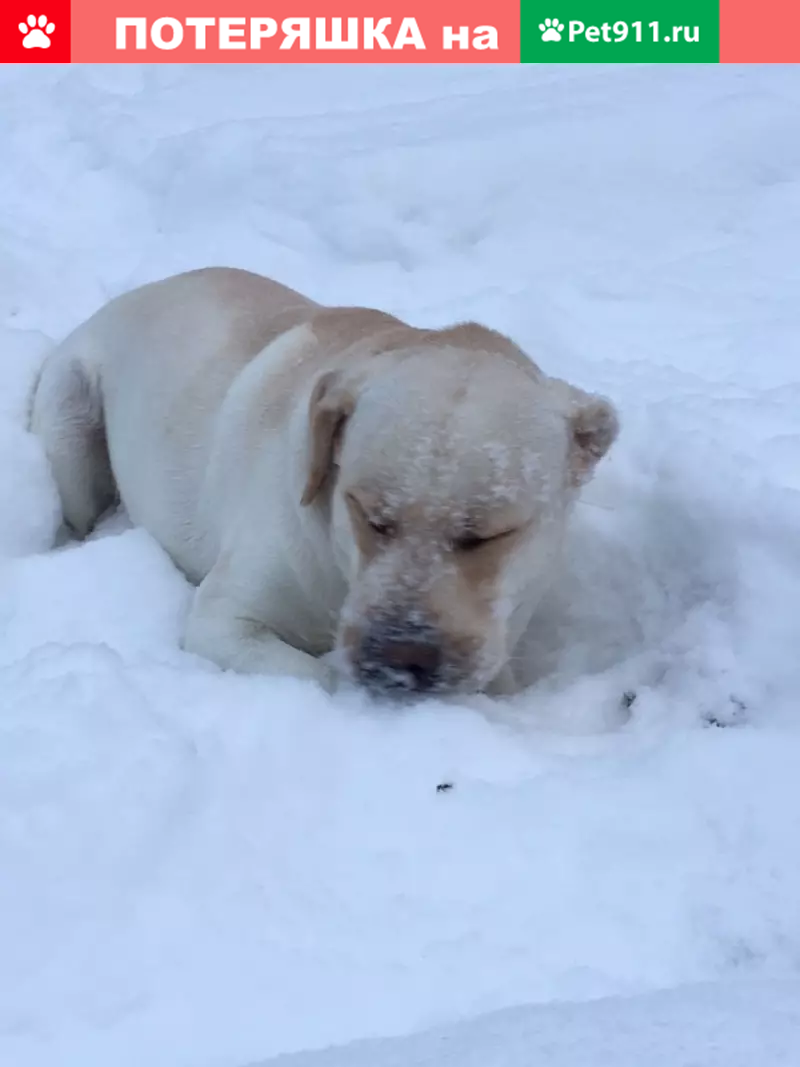 Найден лабрадор на ул. Виноградова, Брянск | Pet911.ru