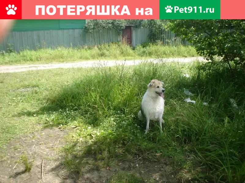 Пропала собака в Москве, ул. Бориса Пастернака 35. - photo 2