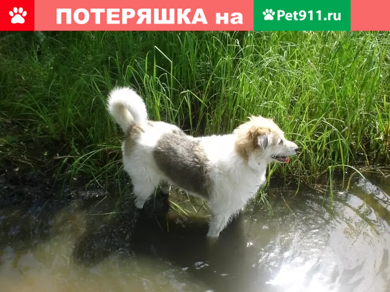 Пропала собака в Москве, ул. Бориса Пастернака 35. - photo 3